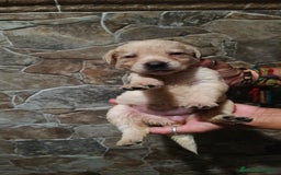 Labrador Retriever perros en venta: Labrador retriever  - Imagen 3