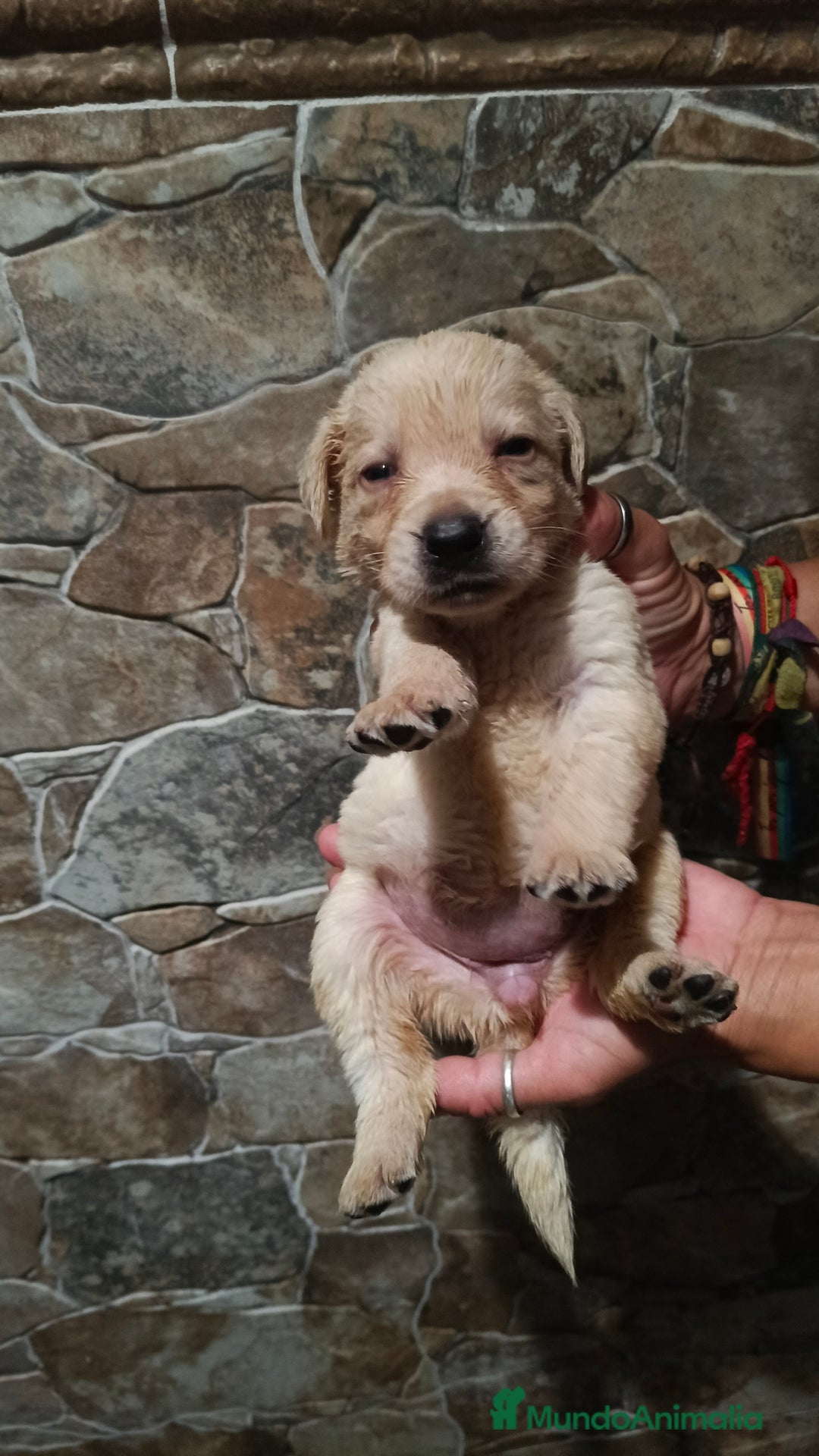 Labrador Retriever perros en venta: Labrador retriever  - Imagen 3