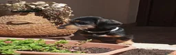 Teckel perros en venta: Teckel  - Anuncio 1