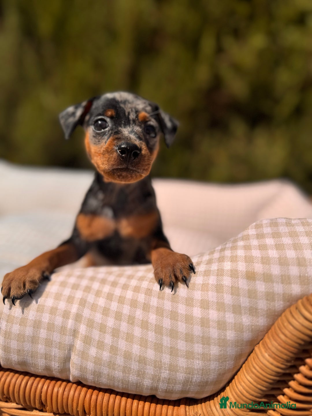 Pinscher Miniatura perros en venta: PINSCHER MINI EXÓTICO  - Imagen 4