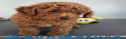 Caniche Toy perros en venta: Caniche Macho 1919 AQUANATURA - Anuncio 8