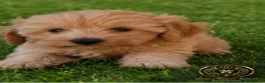 Maltipoo 1