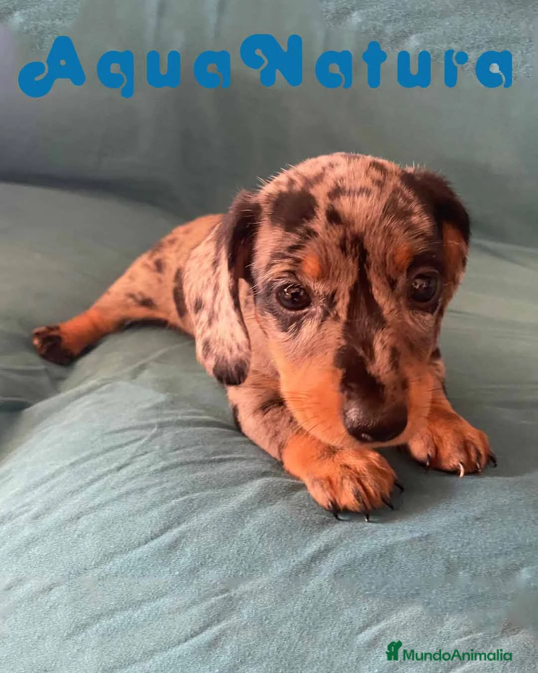 Teckel perros en venta: Teckel Hembra de Tita Junior 5841  - AQUANATURA en Barcelona - Anuncio 3