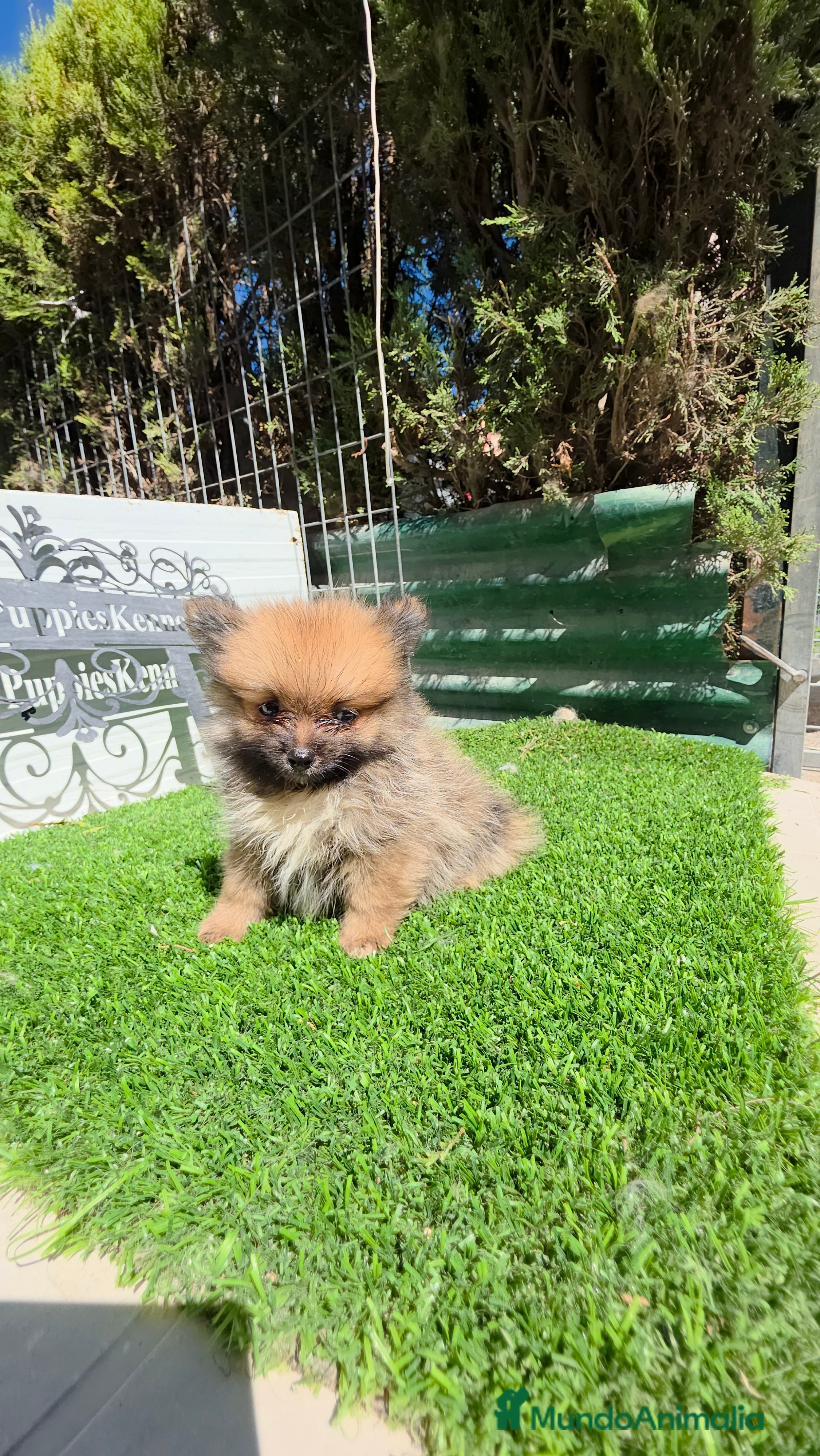 Pomerania perros Pomerania  lulus  super minis - Anuncio 27