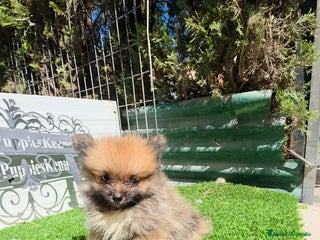 Pomerania perros - Anuncio 4