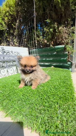 Pomerania perros - Anuncio 2