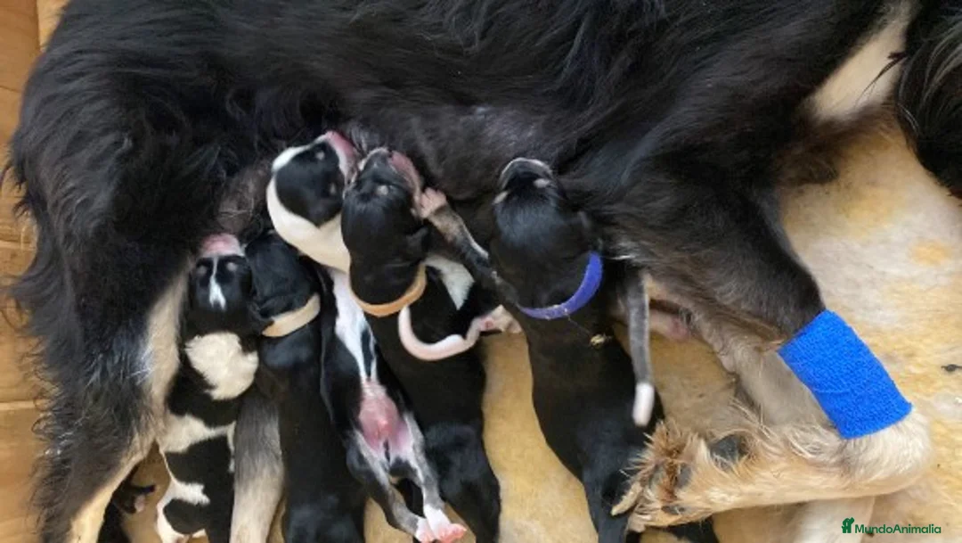 Imagen de galería {{count}}