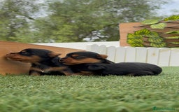 Yorkshire Terrier perros en venta: YORKSHIRE TERRIER MACHOS - Imagen 6