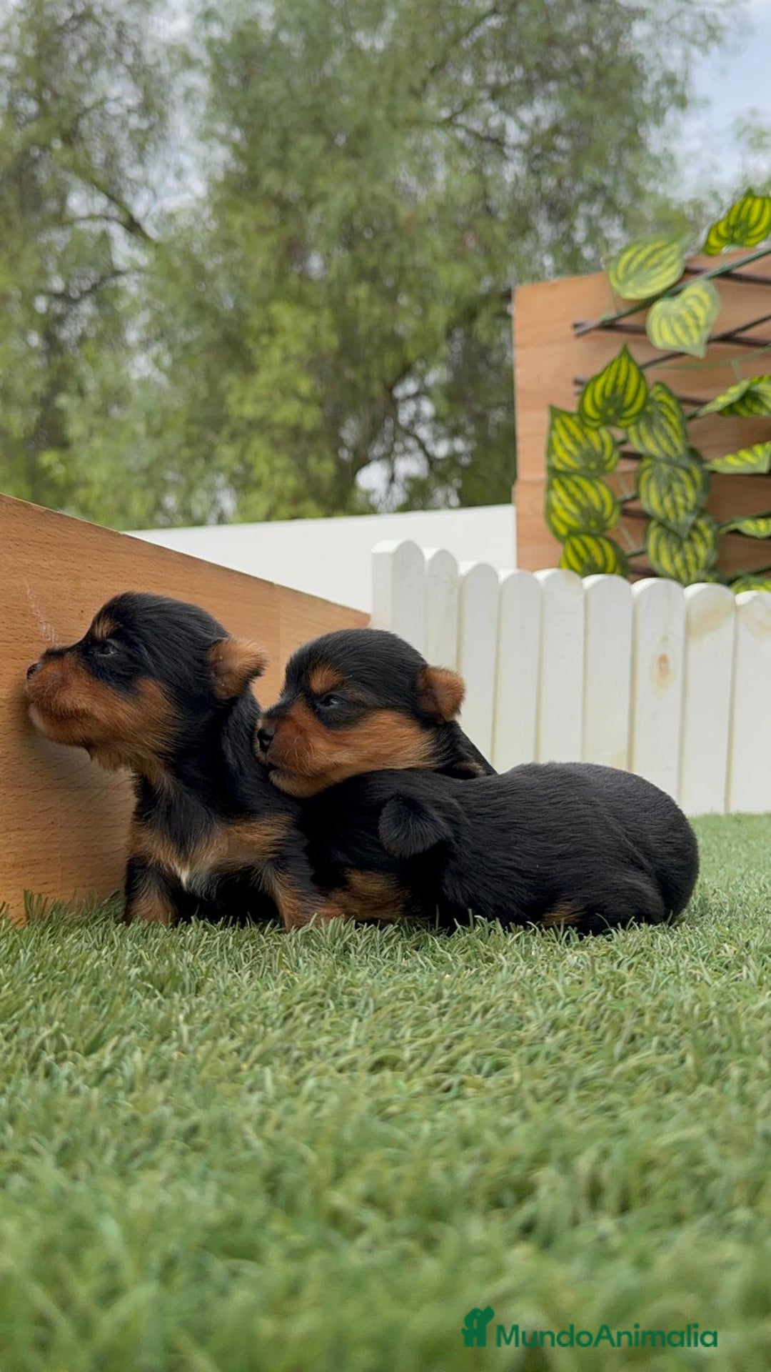 Yorkshire Terrier perros en venta: YORKSHIRE TERRIER MACHOS - Imagen 6