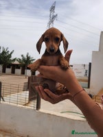 Teckel perros - Anuncio 4