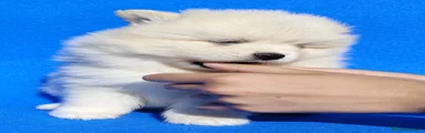 Pomsky Cachorro 1