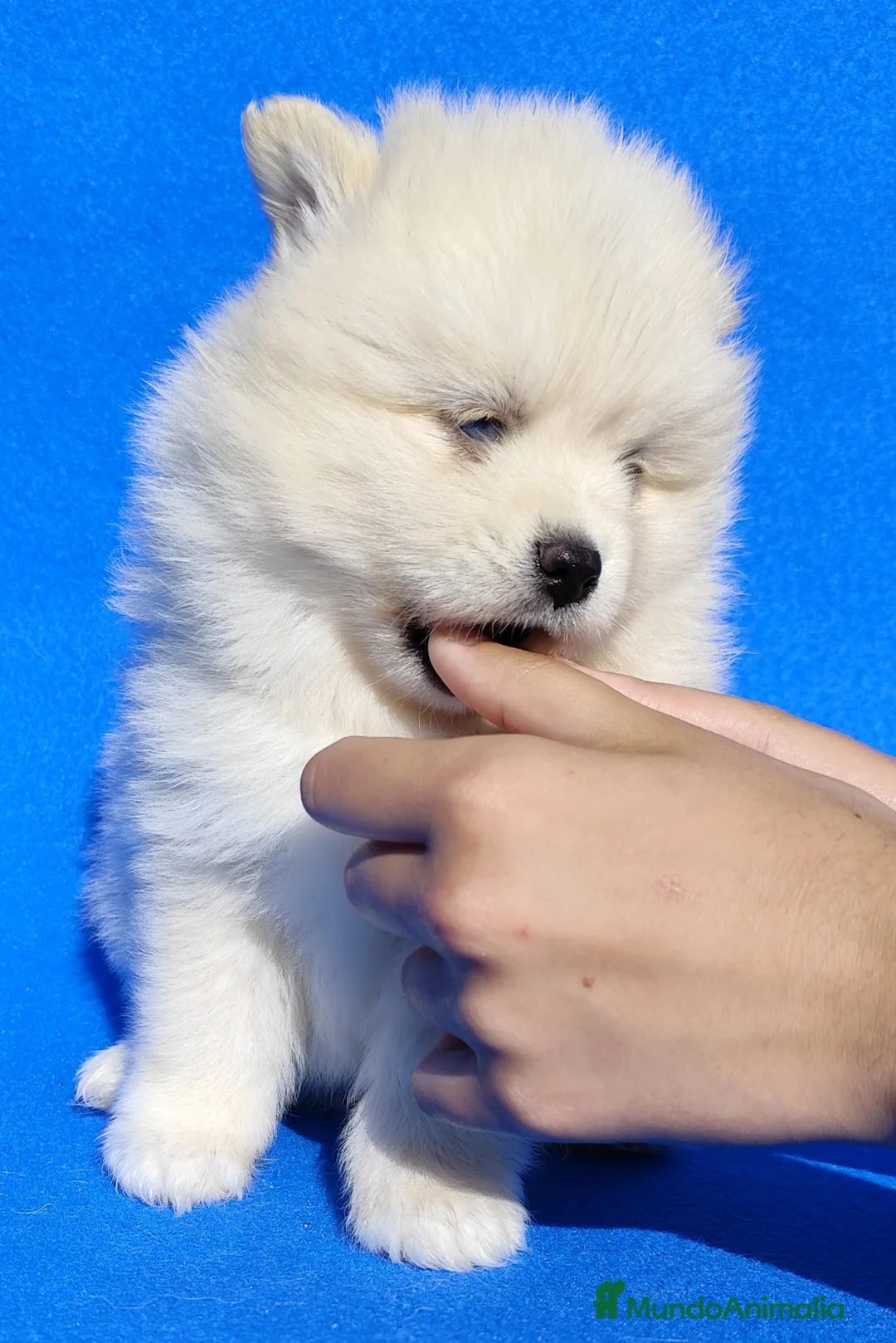 Pomsky perros en venta: Pomsky  - Anuncio 6