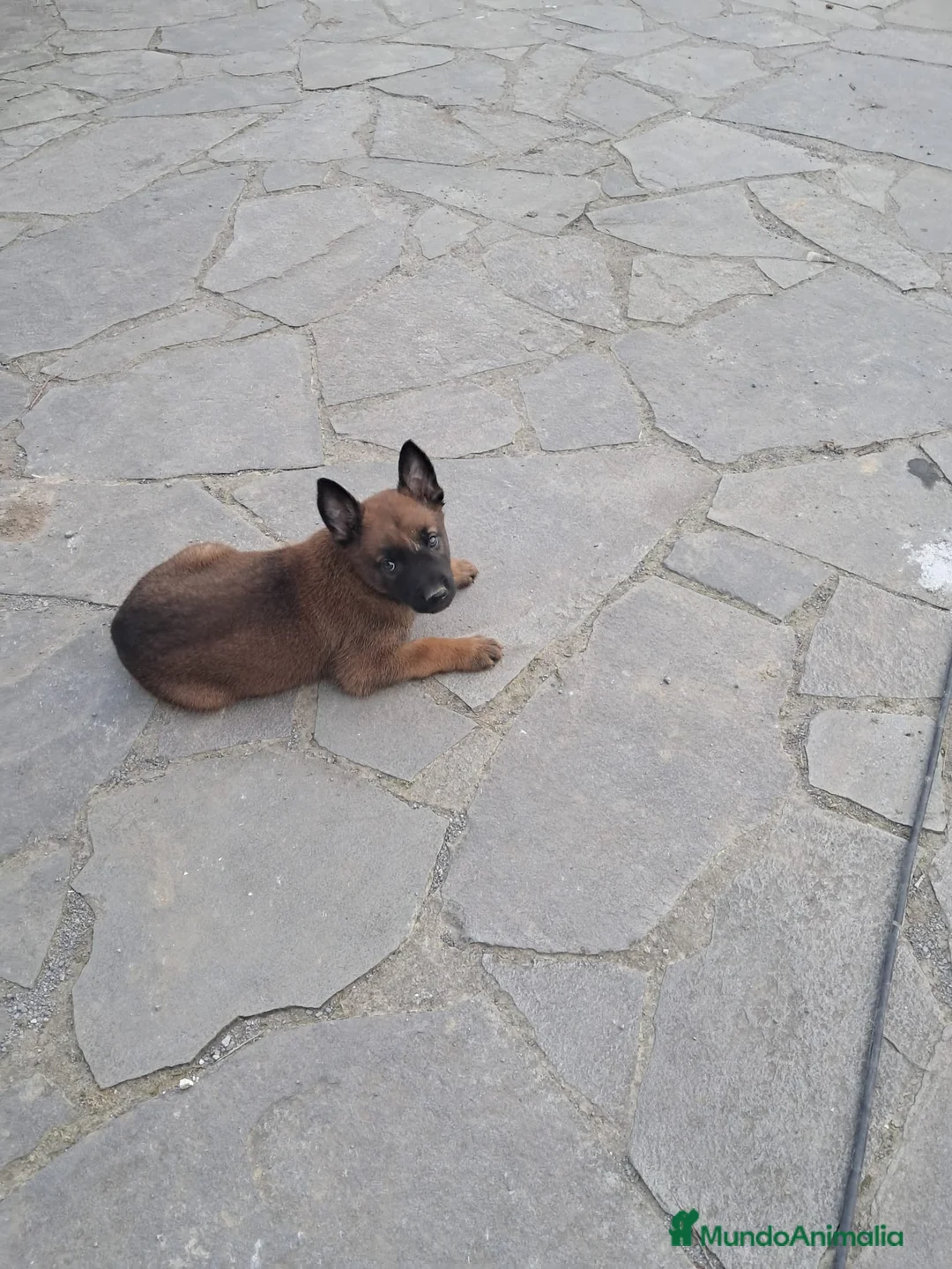 Pastor Belga Malinois perros en venta: Camada excelente Pastor Belga Malinois - Anuncio 2