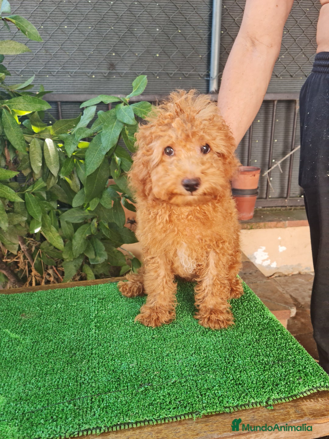 Caniche Enano perros en venta: Caniche  enano - Imagen 1