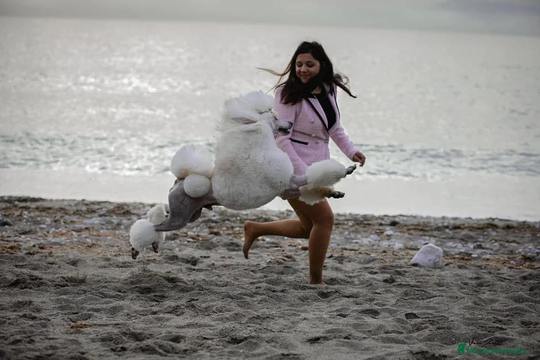 Imagen de galería {{count}}