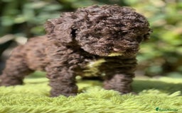 Perro de Agua Español perros en venta: Perro de Agua chocolate  - Imagen 5