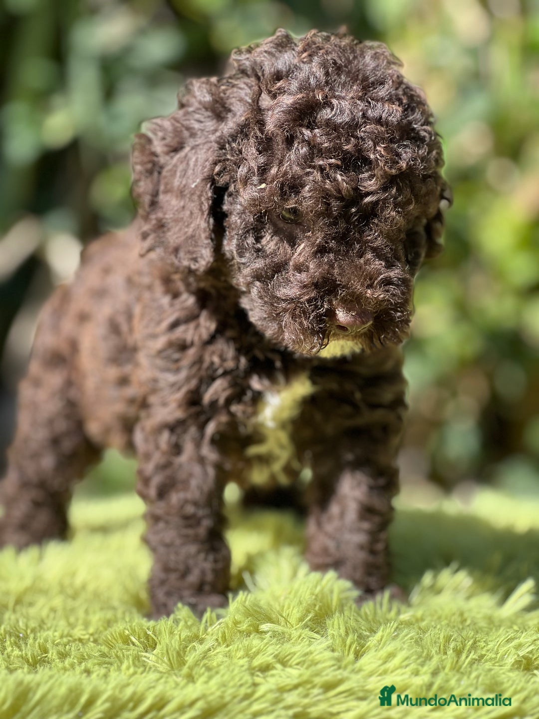 Perro de Agua Español perros en venta: Perro de Agua chocolate  - Imagen 5