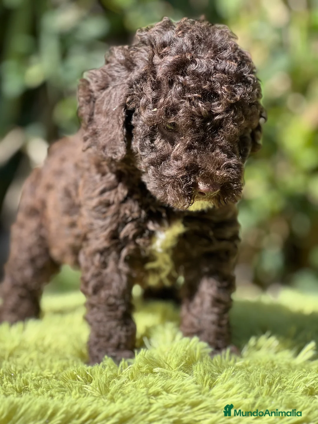 Perro de Agua Español perros en venta: Perro de Agua chocolate  - Anuncio 5