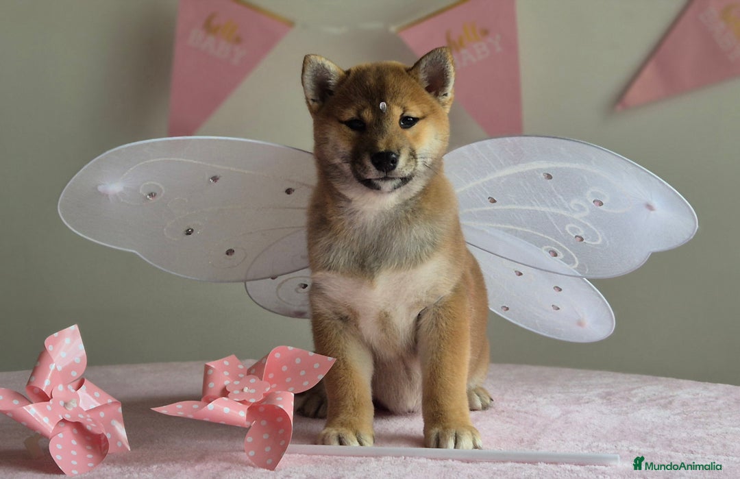 Shiba Inu perros en venta: Shiba inu hembra - Anuncio 5
