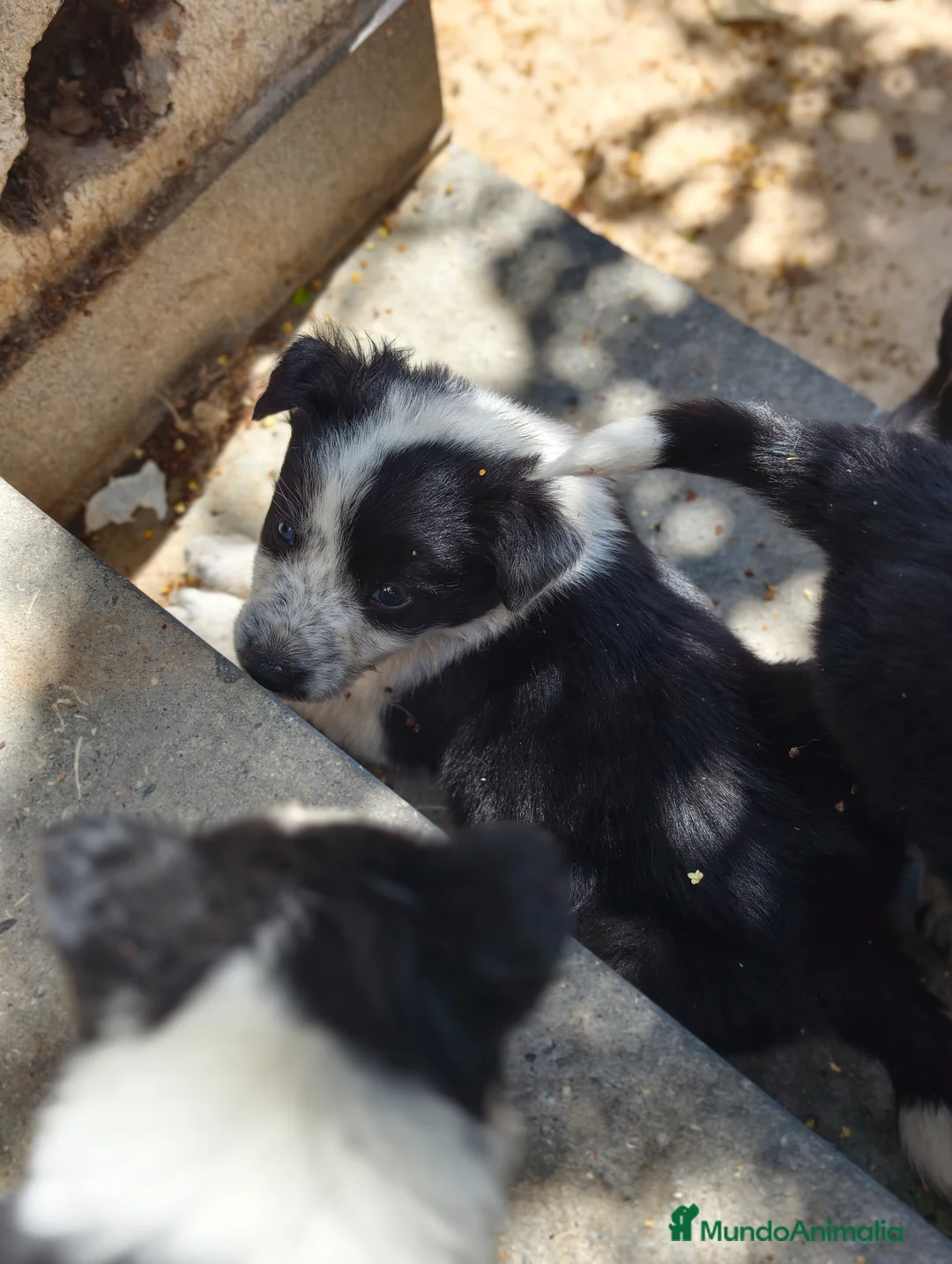 Border Collie perros en venta: Border Collie bicolor  - Anuncio 2