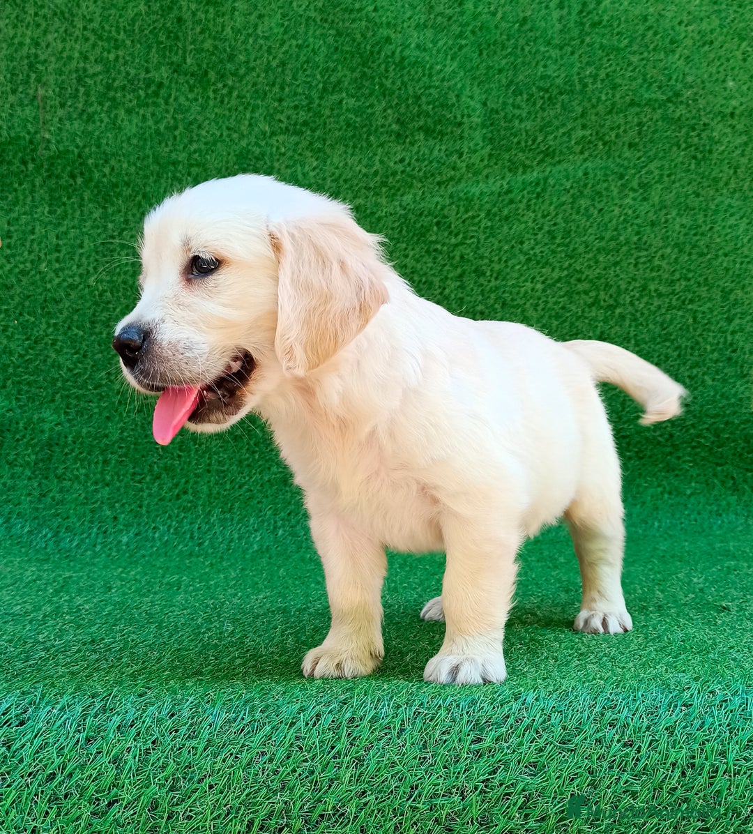 Golden Retriever perros en venta: GOLDEN RETRIEVER - Imagen 5