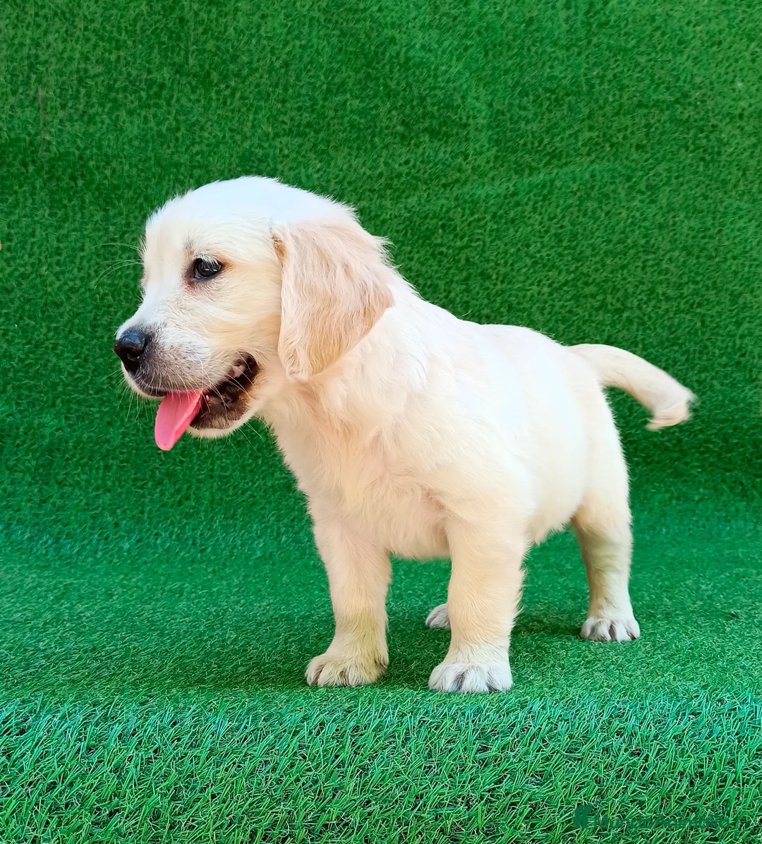 Golden Retriever perros en venta: GOLDEN RETRIEVER - Anuncio 5
