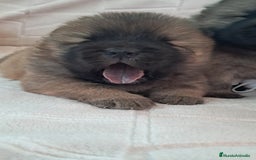 Chow Chow perros en venta: Bebes chow chow /lengua azul  - Imagen 3