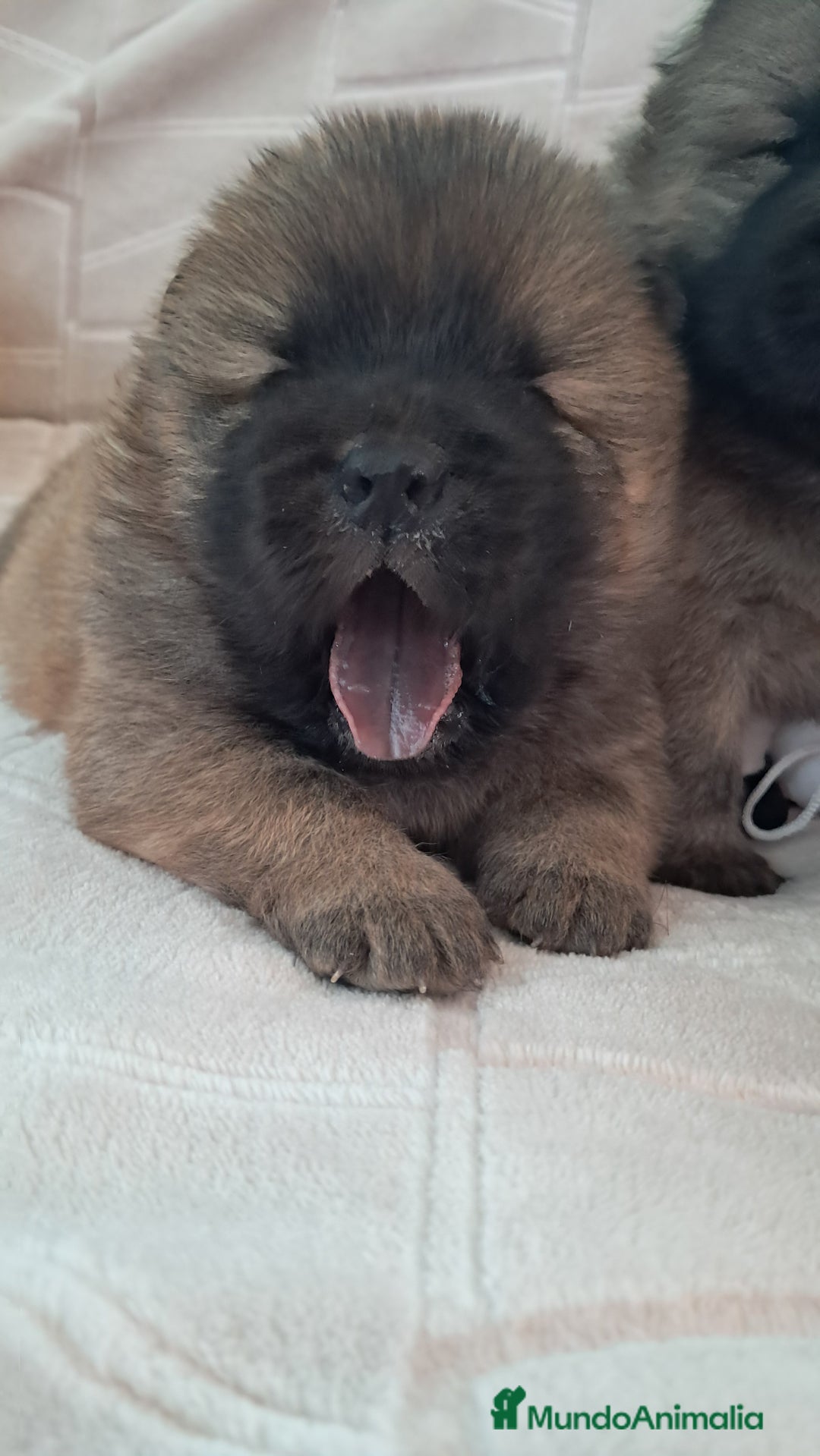 Chow Chow perros en venta: Bebes chow chow /lengua azul  - Imagen 3