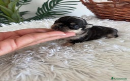 Chihuahua perros en venta: CHIHUAHUA HEMBRA MERLE - Imagen 8
