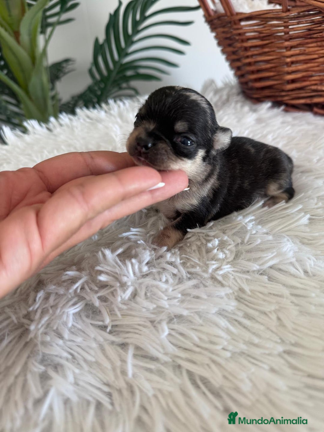 Chihuahua perros en venta: CHIHUAHUA HEMBRA MERLE - Imagen 8