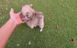 Pomerania perros en venta: Pomerania Cachorros Mini - Imagen 7