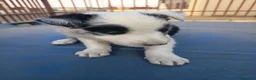 Border Collie perros en venta: BORDE COLLIE - Anuncio 3