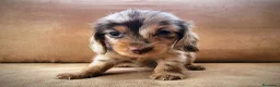Teckel perros en venta: Teckel kanichen pelo largo precio real - Anuncio 7