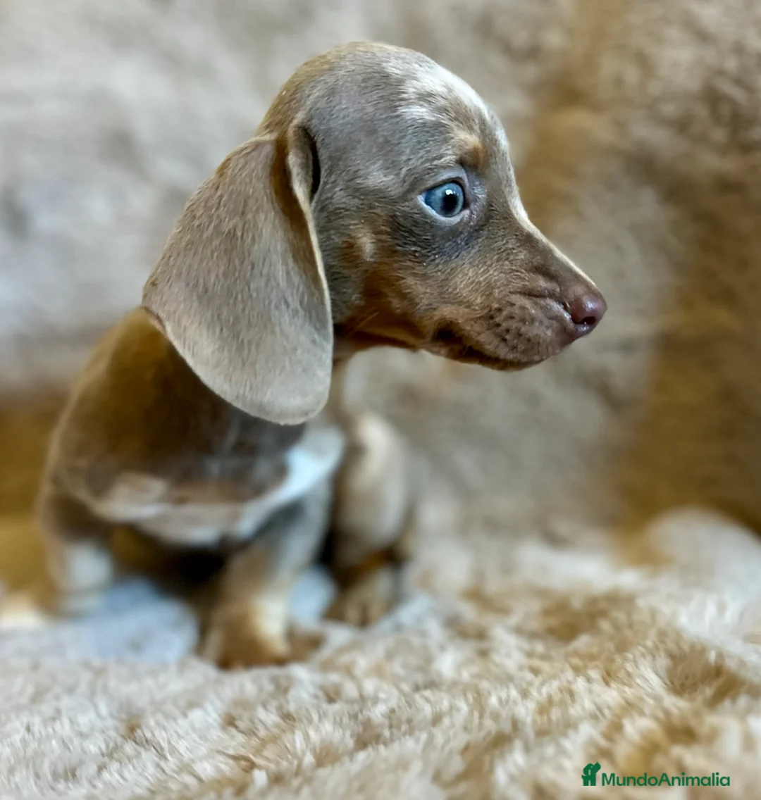 Teckel Miniatura perros en venta: TECKEL ISABELLA MERLE OJOS AZULES - Anuncio 7