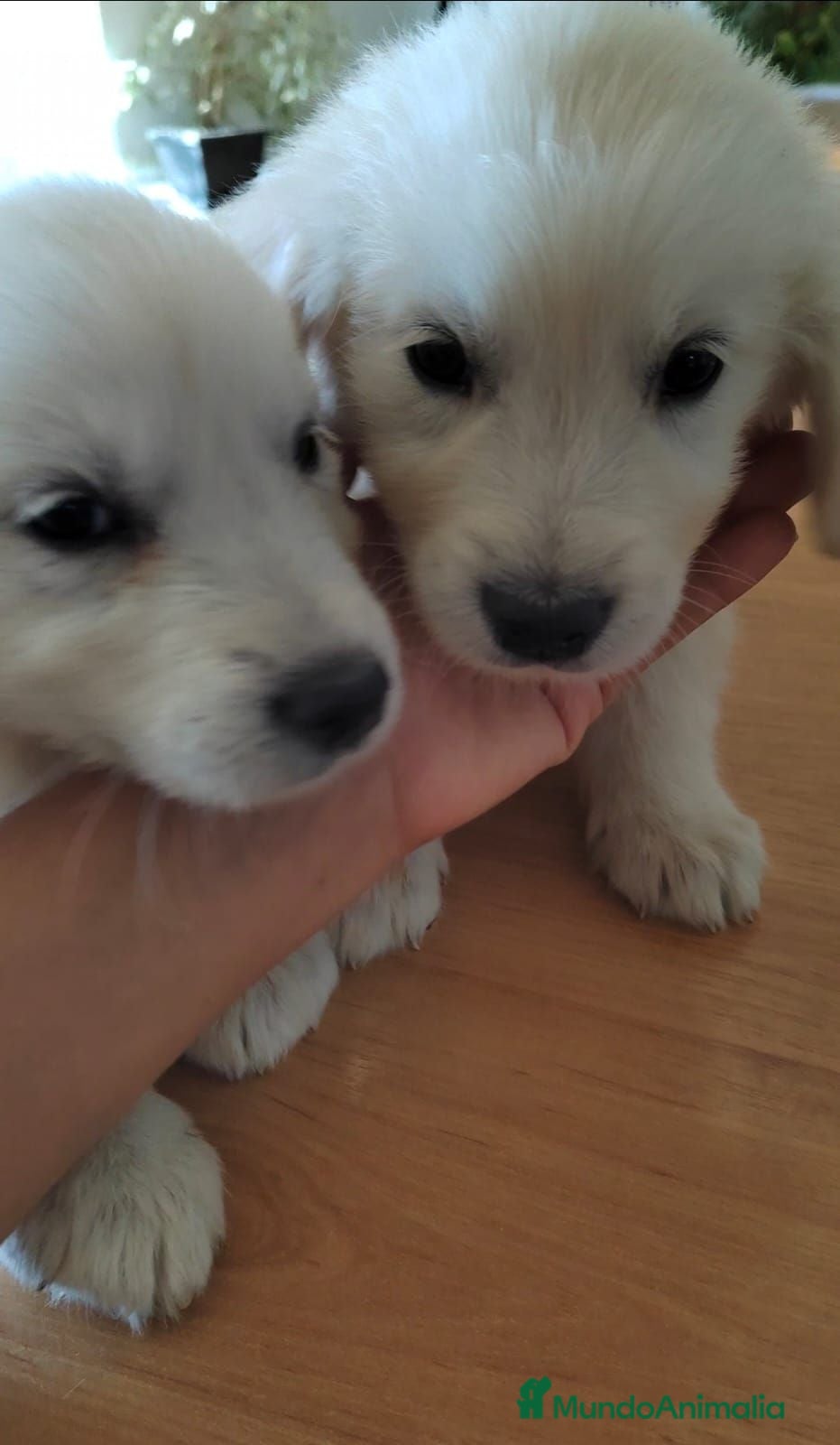 Golden Retriever perros Camada Golden Retriever - Anuncio 1