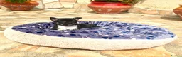 Chihuahua perros en venta: Chihuahuas - Anuncio 5