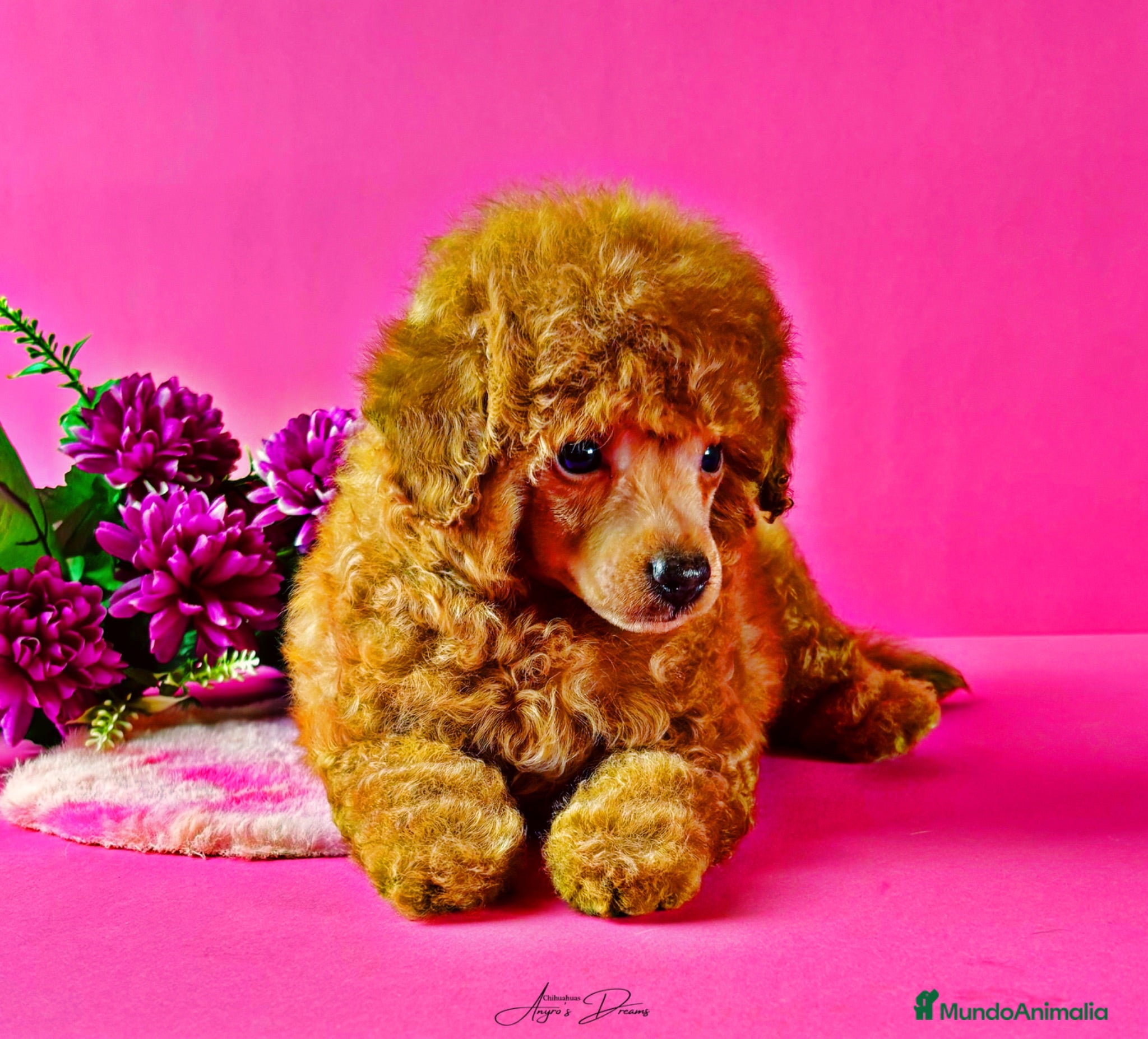 Caniche Toy perros Caniche Toy - Anuncio 3