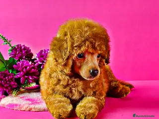 Caniche Toy perros Caniche Toy - Anuncio 1