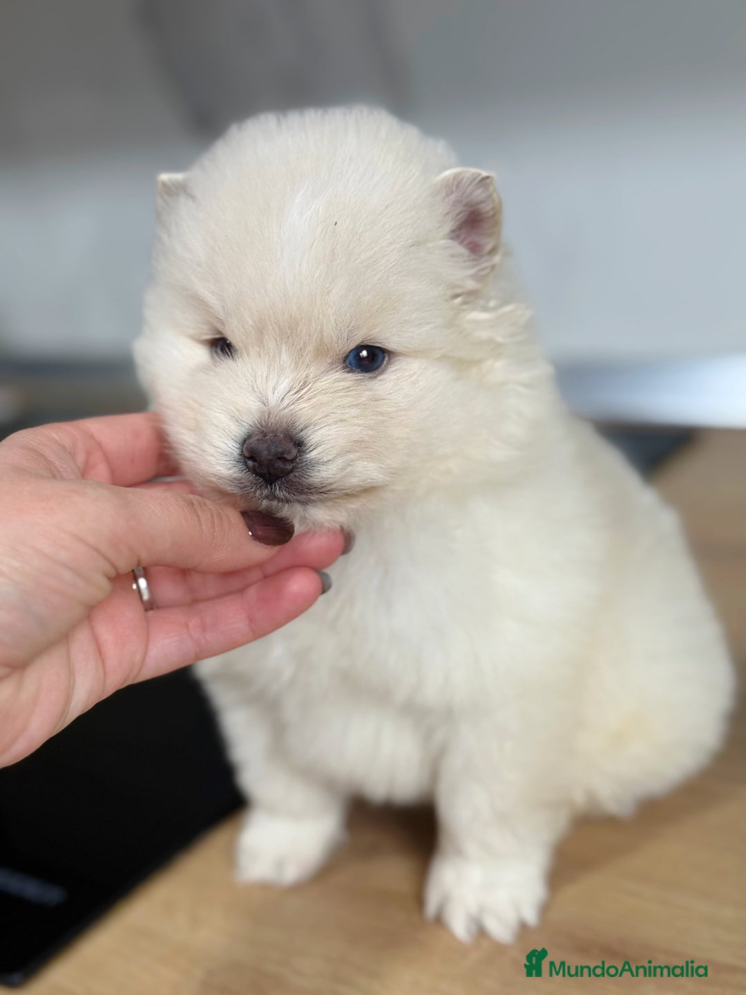 Pomsky perros en venta: Pomsky  - Anuncio 7