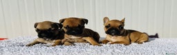 Bulldog Francés perros en venta: Bulldog francés cachorros Fwan  - Anuncio 1