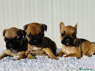 Bulldog Francés perros Bulldog francés cachorros Fwan - Anuncio 1