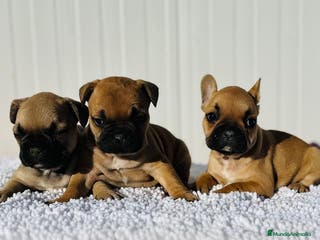 Bulldog Francés perros Bulldog francés cachorros Fwan - Anuncio 23