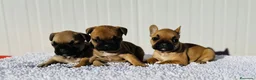 Bulldog Francés perros en venta: Bulldog francés cachorros Fwan  - Anuncio 1