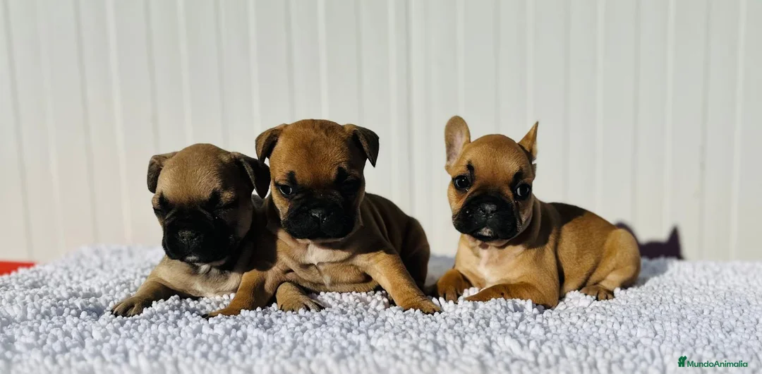 Bulldog Francés perros en venta: Bulldog francés cachorros Fwan  - Anuncio 1