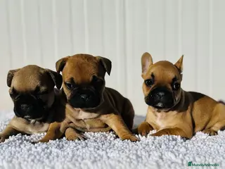 Bulldog Francés perros Bulldog francés cachorros Fwan - Anuncio 26