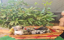Chihuahua perros en venta: Chihuahua  toy - Imagen 5