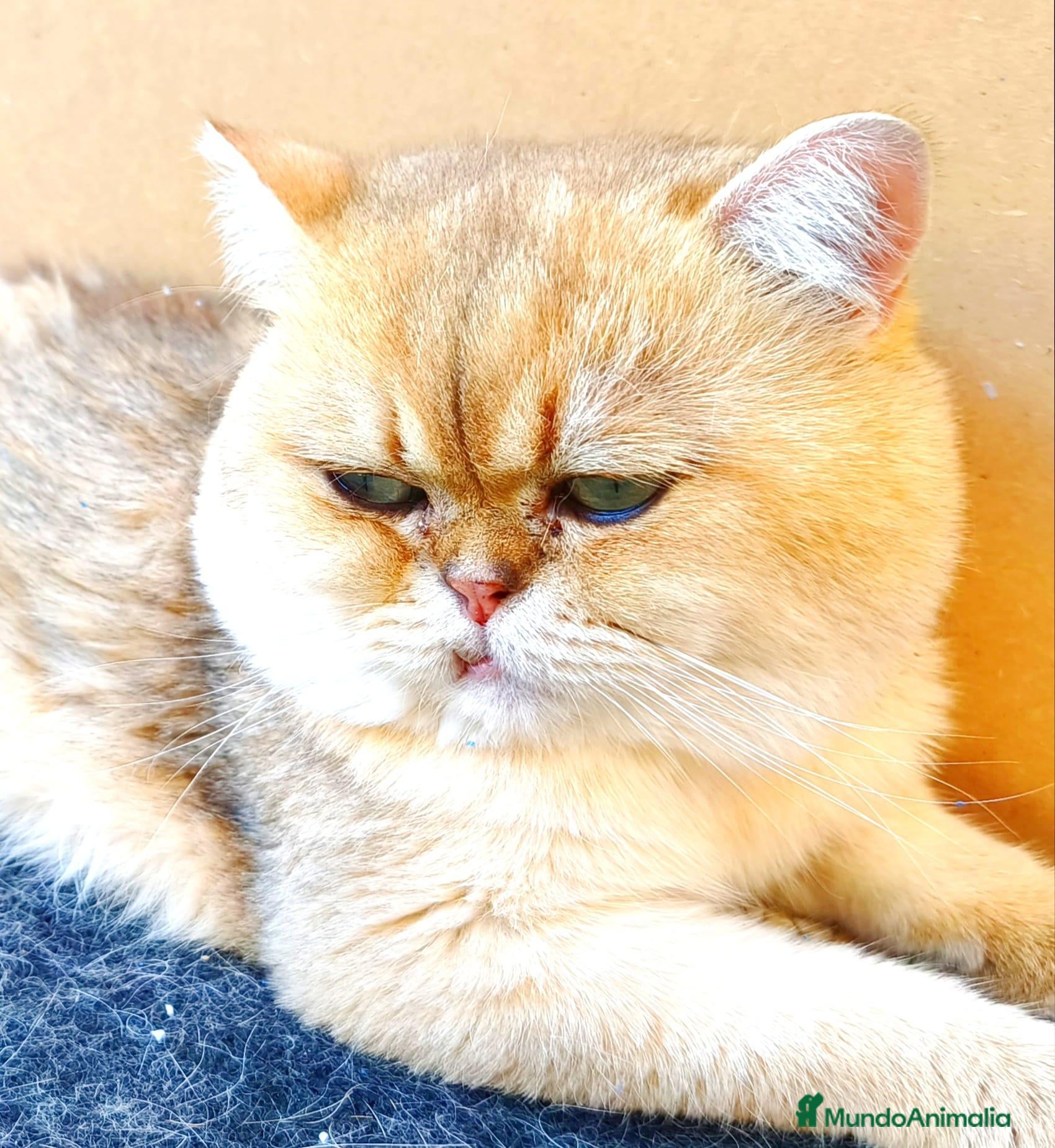 Británico de Pelo Corto gatos MONTA DE GATOS - Anuncio 1