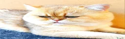 Británico de Pelo Corto gatos para monta: MONTA DE GATOS - Anuncio 1