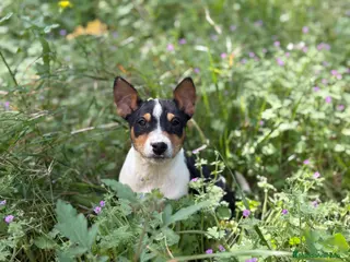 Basenji perros 🐾 Cachorros Basenji Exclusivos 🐾 - Anuncio 6