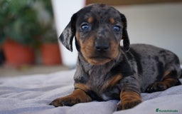 Teckel Miniatura perros en venta: 🐾 Florentina y Delfina – Teckel miniatura 🐾 - Imagen 8